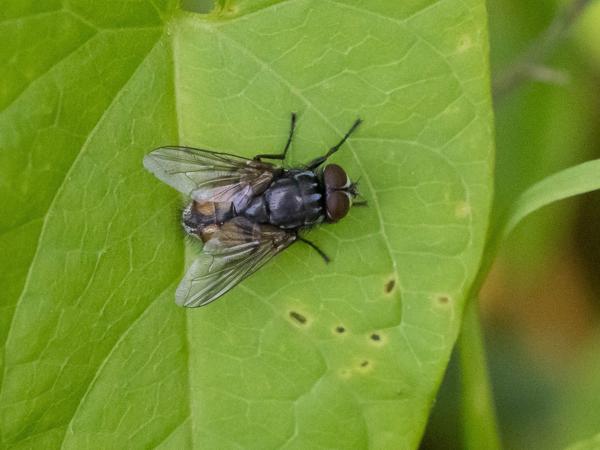 Herfstvlieg (Musca autumnalis)